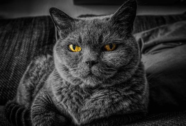 Il segreto del gatto